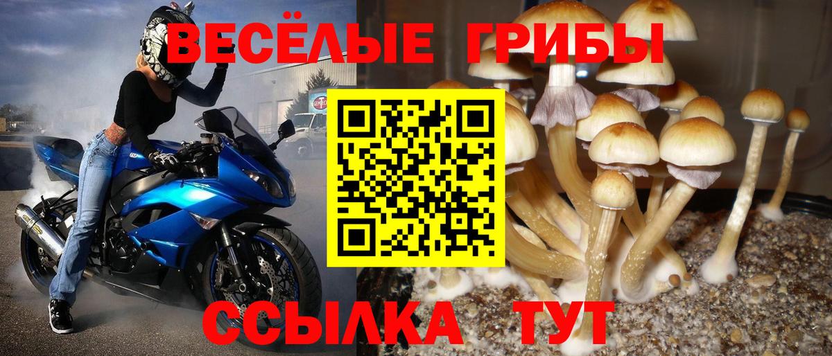 Избербаш  Галлюциногенные грибы прущие грибы  Вход с VPN  Псилоцибиновые грибы мицелий 